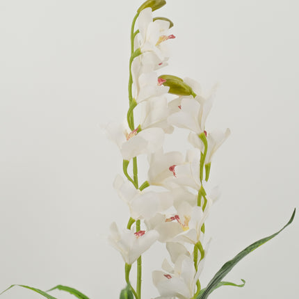 White flowering leafy orchid