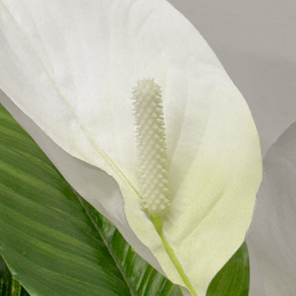 Artificial Plant - Anthurium White 55cm
