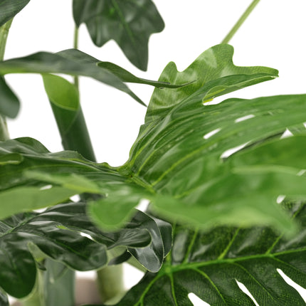 PHILODENDRON PLANT leaf