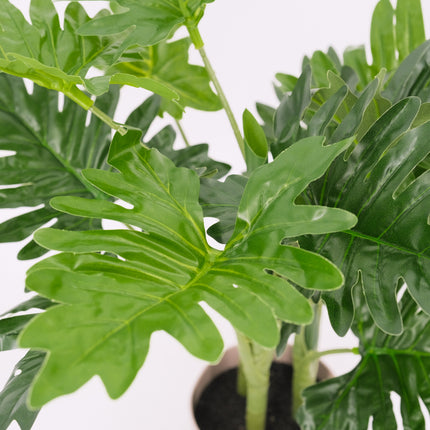 PHILODENDRON PLANT leaves