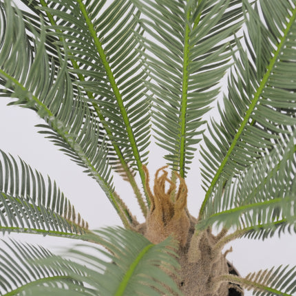 Cycad Palm Australia