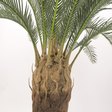 Cycad Palm