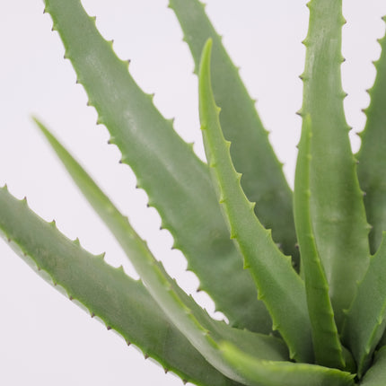 Aloe Plant Australia