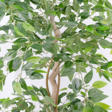 Artificial Ficus Tree with Twisted Trunk