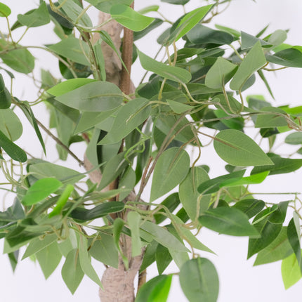 Ficus Tree leaf