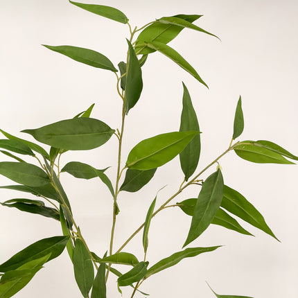 Artificial Plant - Lemon Eucalyptus gum tree - 180cm