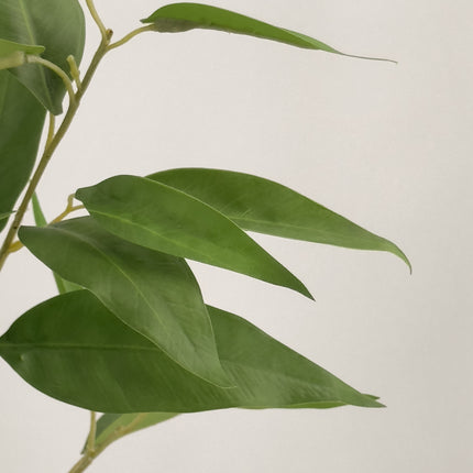 Artificial Plant - Lemon Eucalyptus gum tree - 180cm