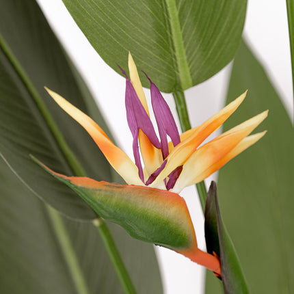 Artificial Plant flowering bird of paradise 180cm