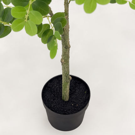 Artificial Plant - Japanese Pagoda Tree - 90cm