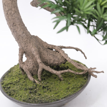 Artificial Plant Buddhist Pine Bonsai - Slanting Exposed Root Fusion (Shakan-Neagari) 65cm