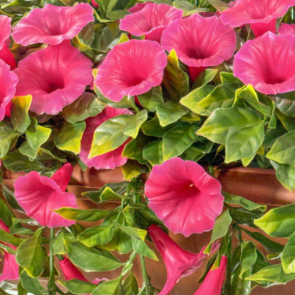 Balcony Hanging Planters - Petunia (Morning Glory) - Pink 60cm Outdoor