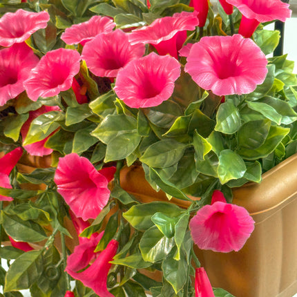 Balcony Hanging Planters - Petunia (Morning Glory) - Pink 60cm Outdoor