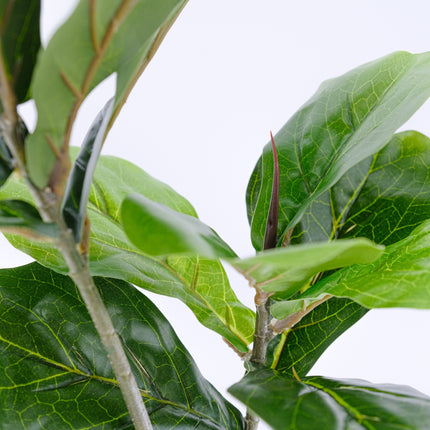 Artificial Plant - Twin Stem Fiddle Leaf Fig 70cm