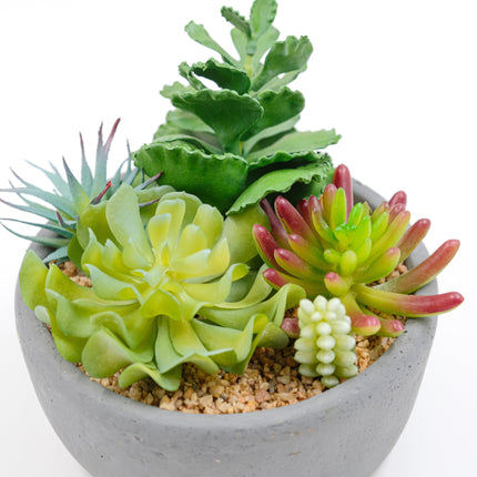 19cm Artificial Succulents Quin In Charcoal Pot