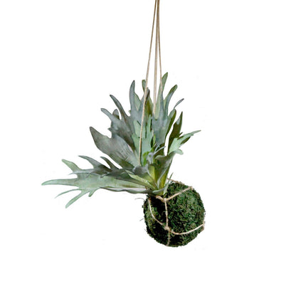 Artificial Hanging Plant - Kodedama Staghorn on Moss 25cm